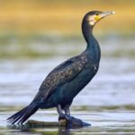 Cormorant