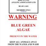 Blue Green Algae